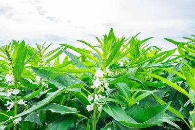 農(nóng)村冷門致富新選擇 工業(yè)植物提取的隱藏寶藏