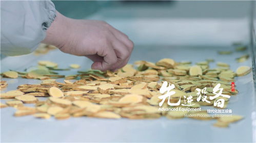天芪生物科技賦能，子洲黃芪工業(yè)提取煥新傳承