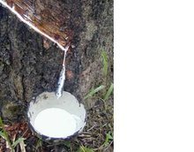 工業(yè)原料植物 樹脂植物的提取與應(yīng)用