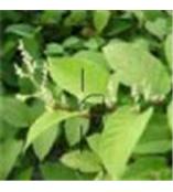植物提取物公司 植物提取物企業 植物提取物供應商 第4頁